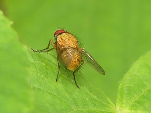 Mydaea lateritia